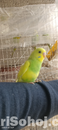 Birds